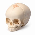 Foetal Child Skull Model